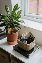 Indoor Plant