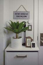 Indoor Plant